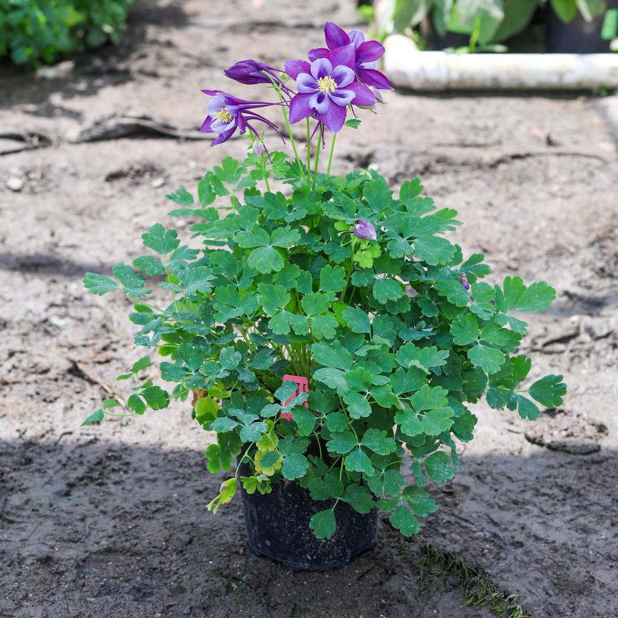 Aquilegia caerulea Earlybird&trade; Purple Blue