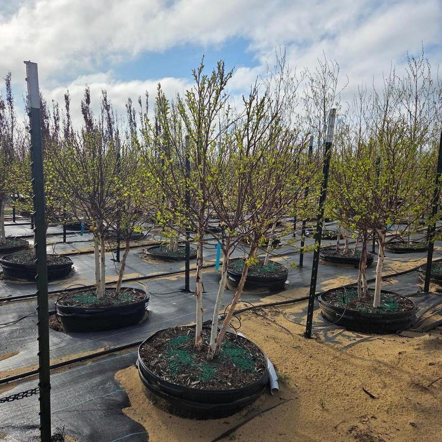 Betula nigra Fox Valley&trade; Little King