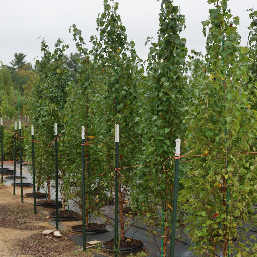 Betula platyphylla Parkland Pillar&reg;