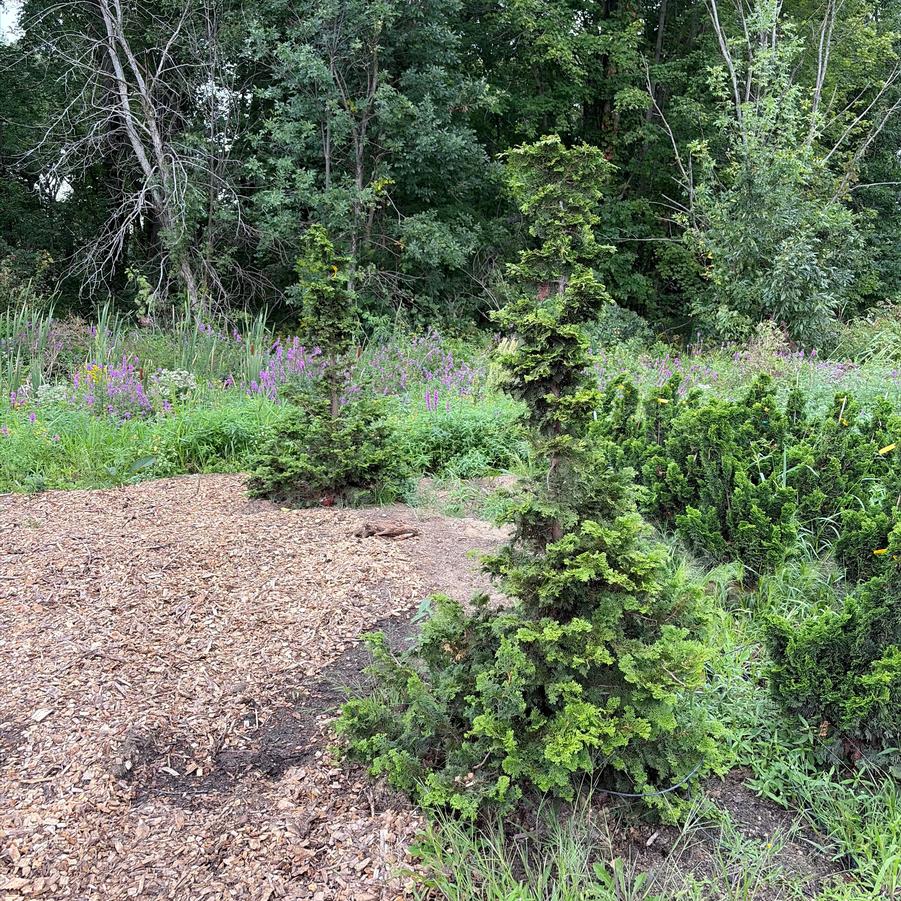 Chamaecyparis obtusa Iseli Green