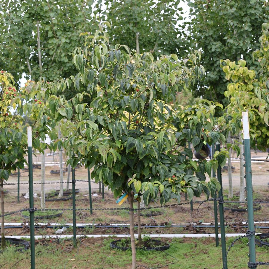Cornus kousa Milky Way