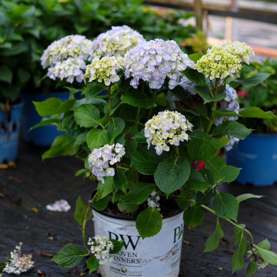 Hydrangea macrophylla Wee Bit Innocent&reg;