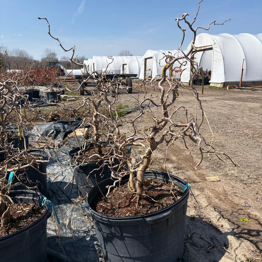 Corylus avellana Contorta