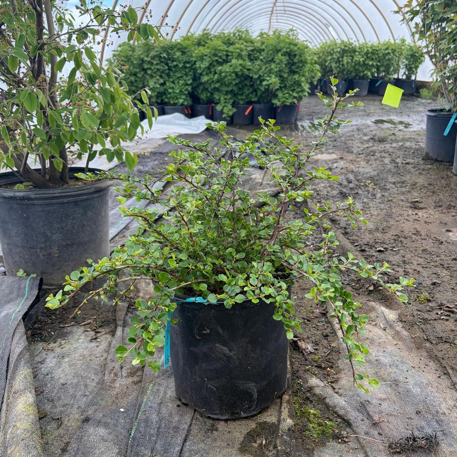 Cotoneaster apiculatus 