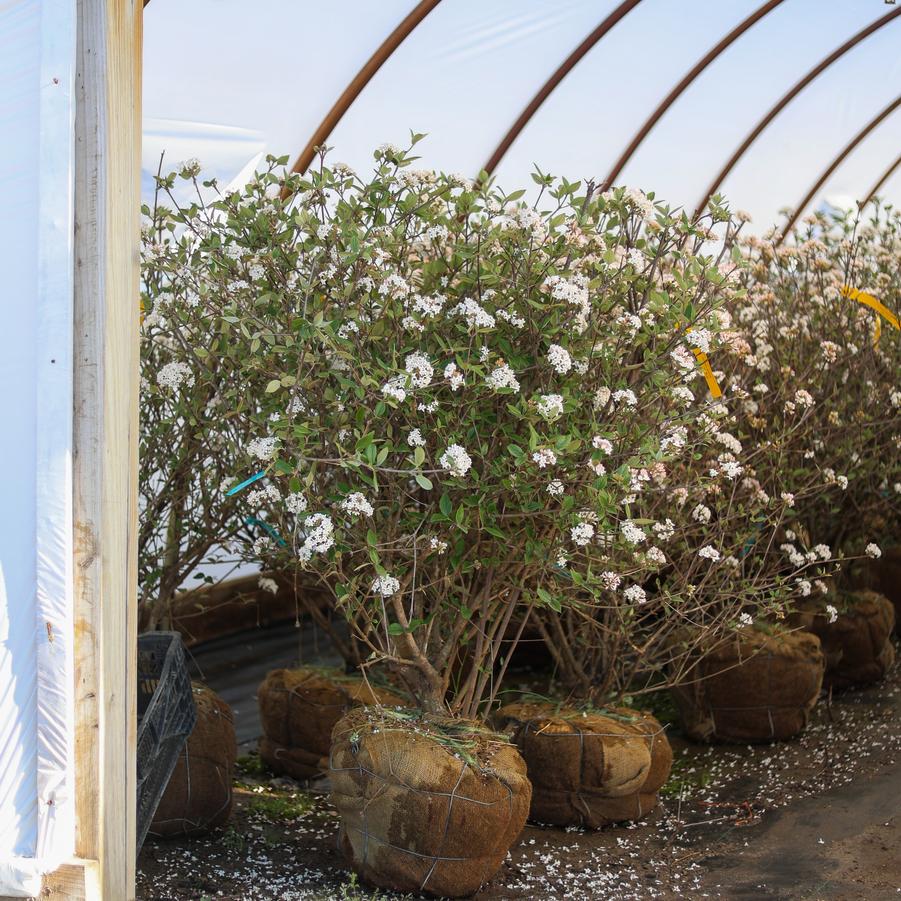 Viburnum x burkwoodii 