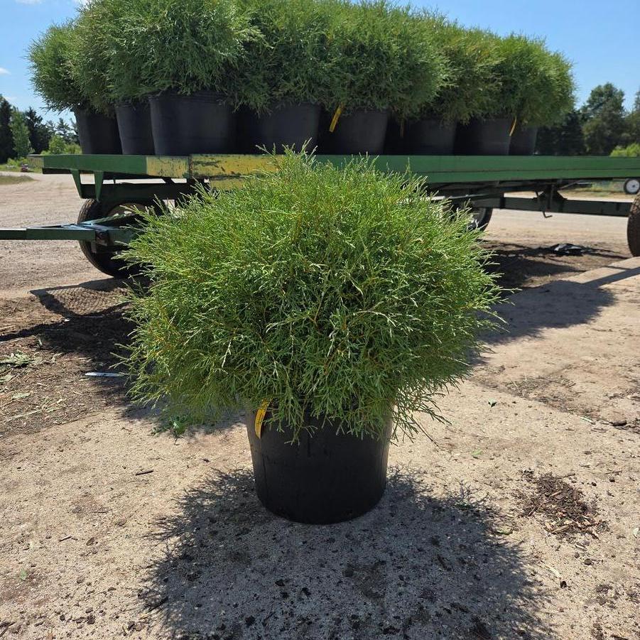 Thuja occidentalis Linesville