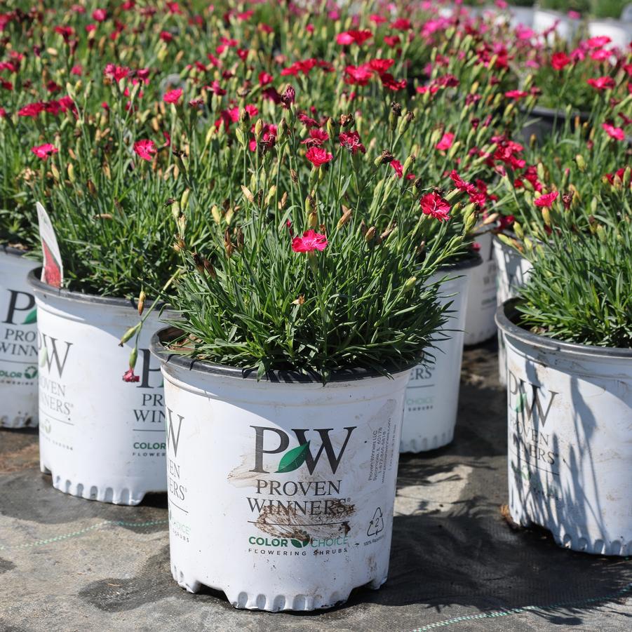 Dianthus Paint the Town Red