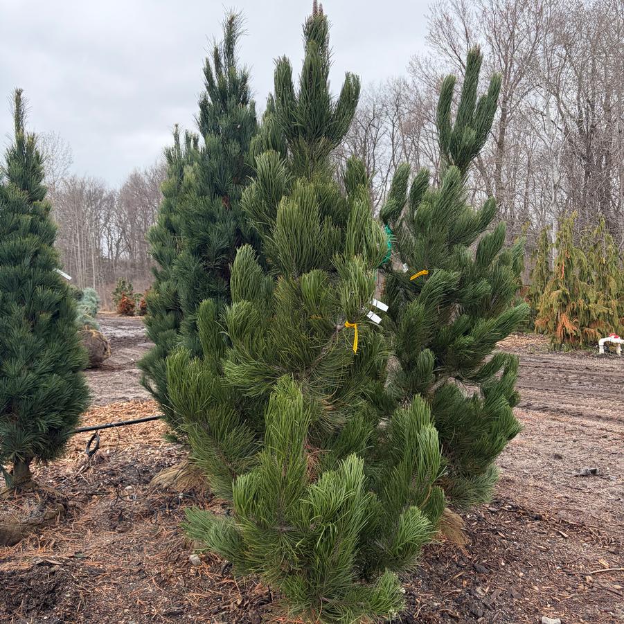 Pinus heldreichii Satelite'