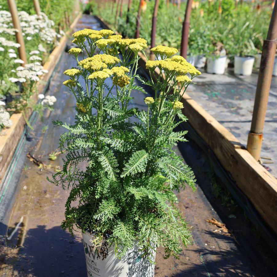 Achillea Firefly Sunshine