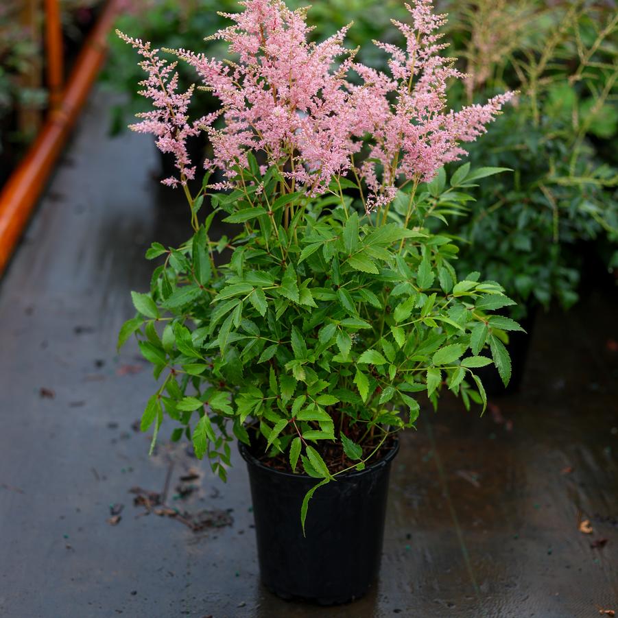 Astilbe 'Younique Cerise'
