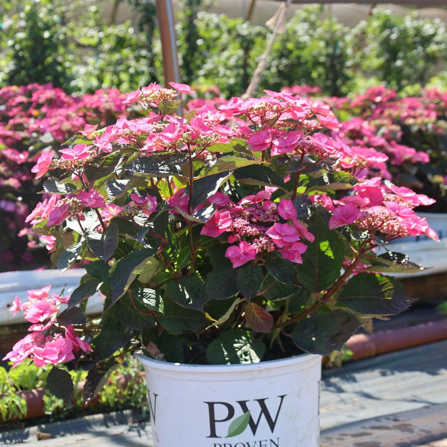 Hydrangea serrata Tuff Stuff Top Fun&reg;