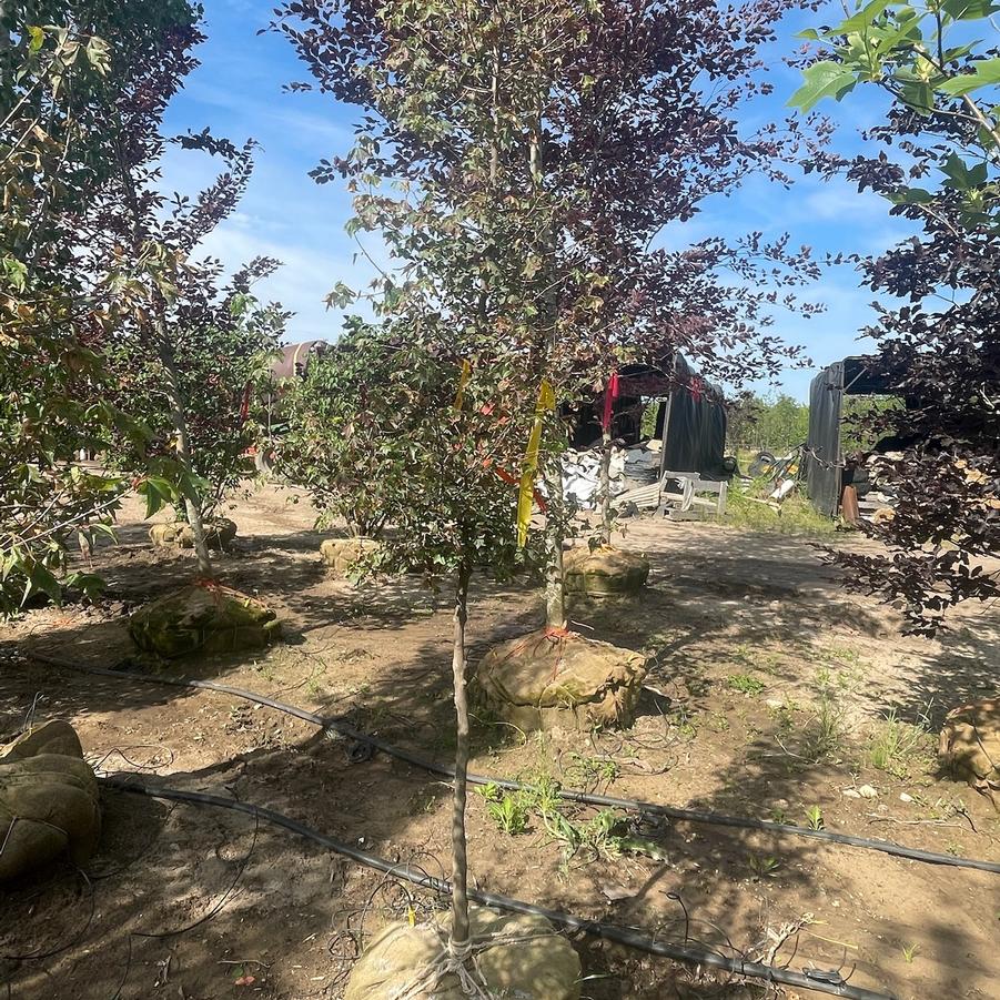 Acer buergerianum 