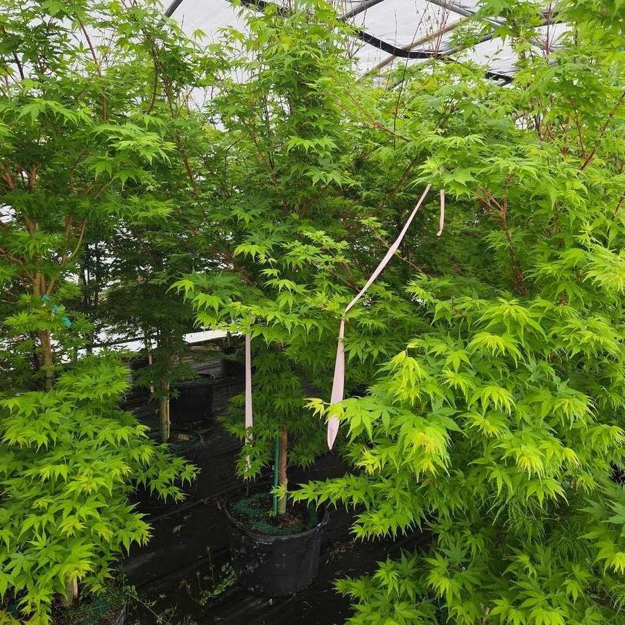 Acer palmatum Sango kaku