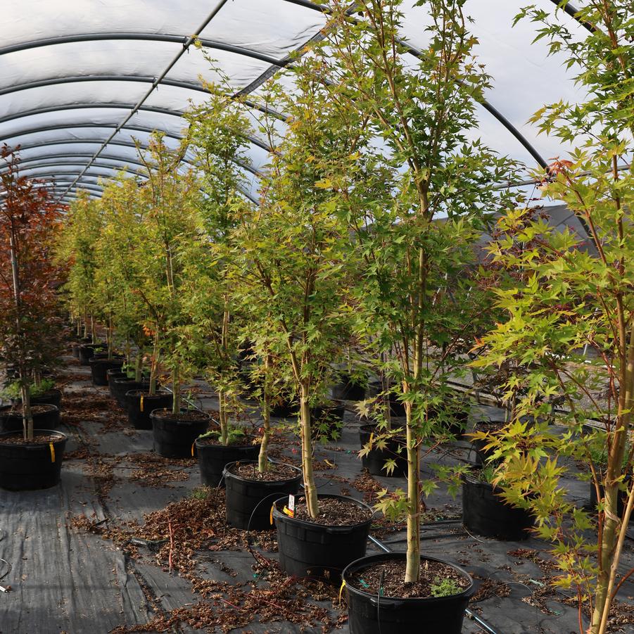 Acer palmatum Sango kaku