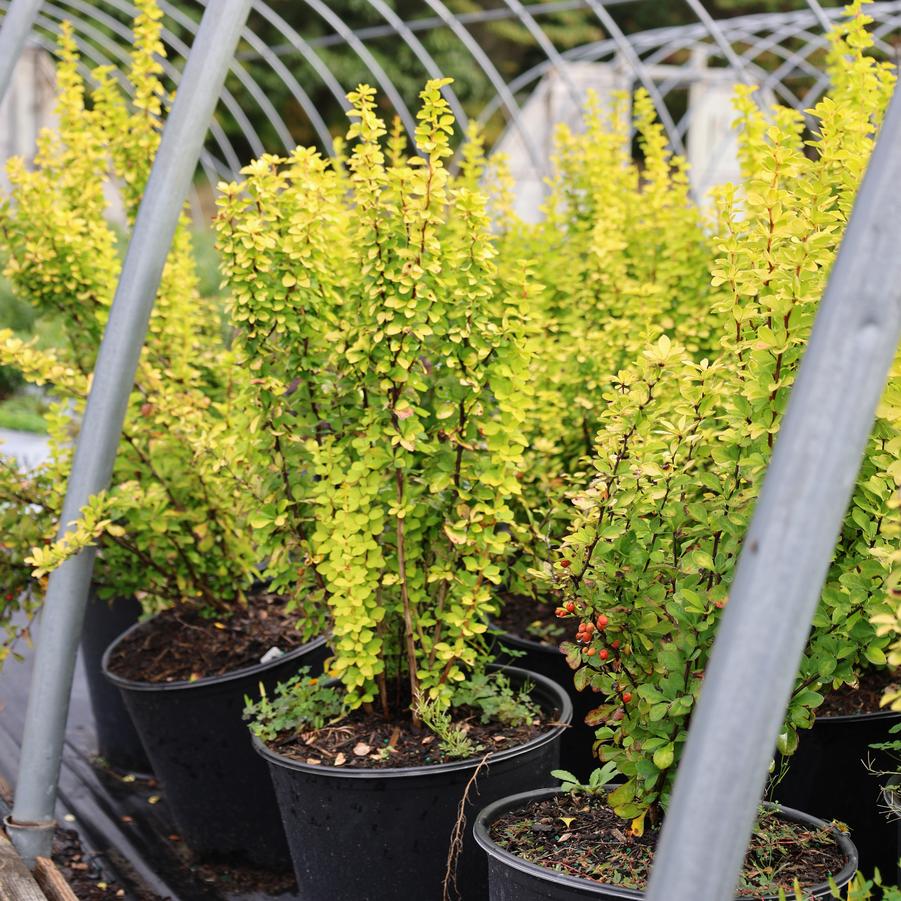 Berberis thunbergii Sunjoy Gold Pillar&reg;