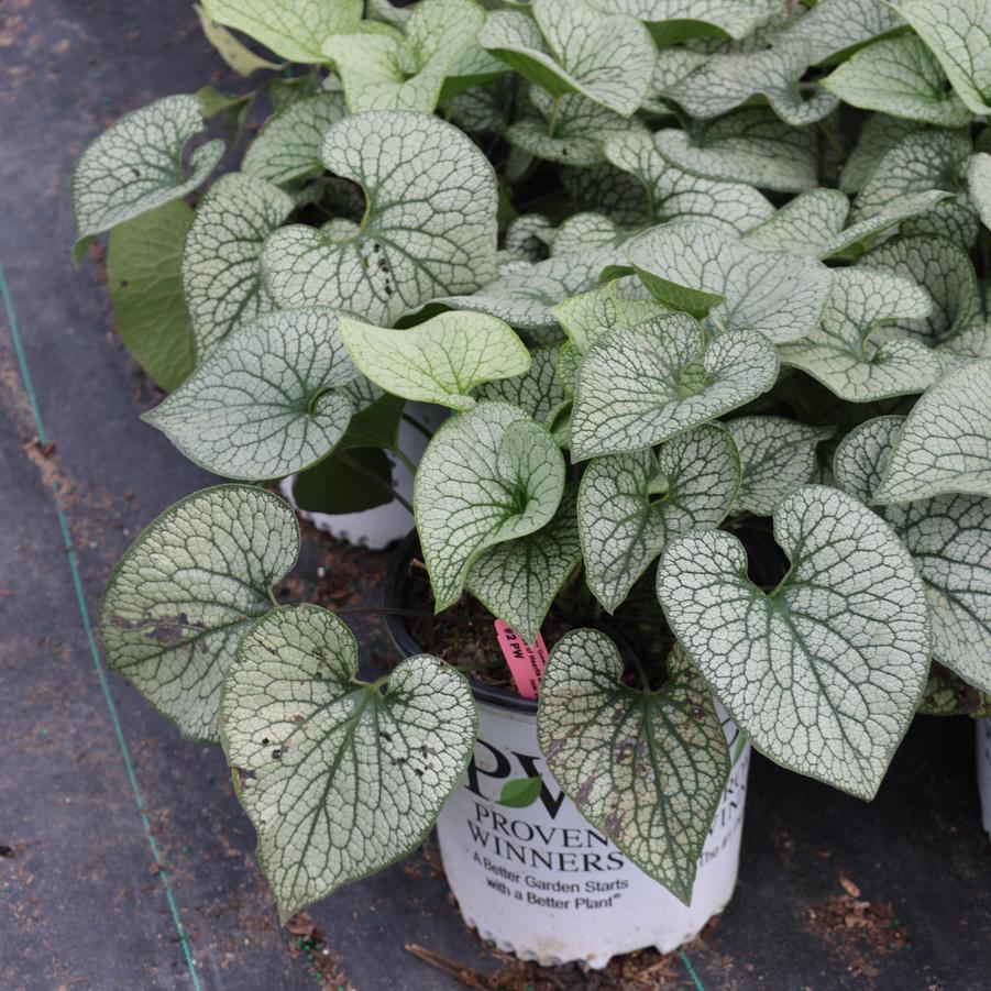 Brunnera macrophylla Queen of Hearts