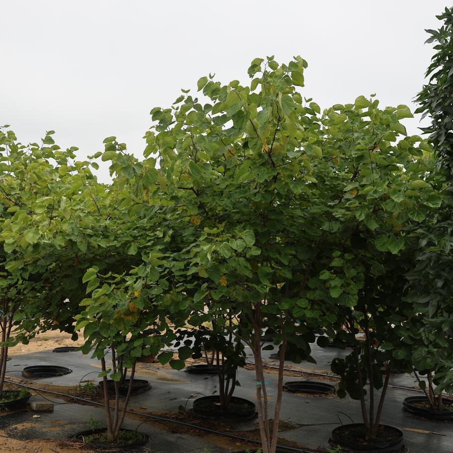 Cercis canadensis 