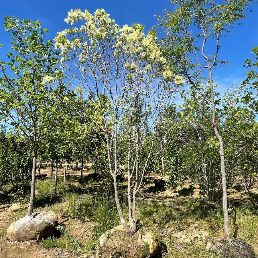 Chionanthus virginicus 