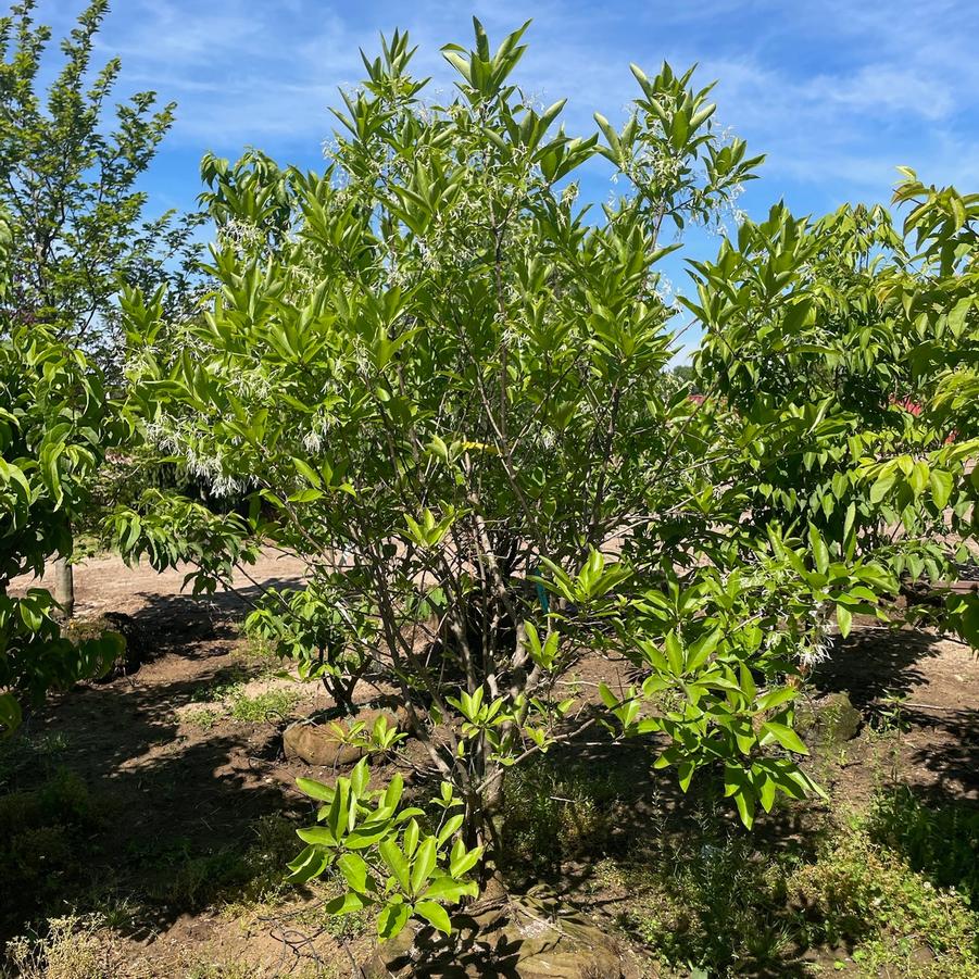 Chionanthus virginicus 
