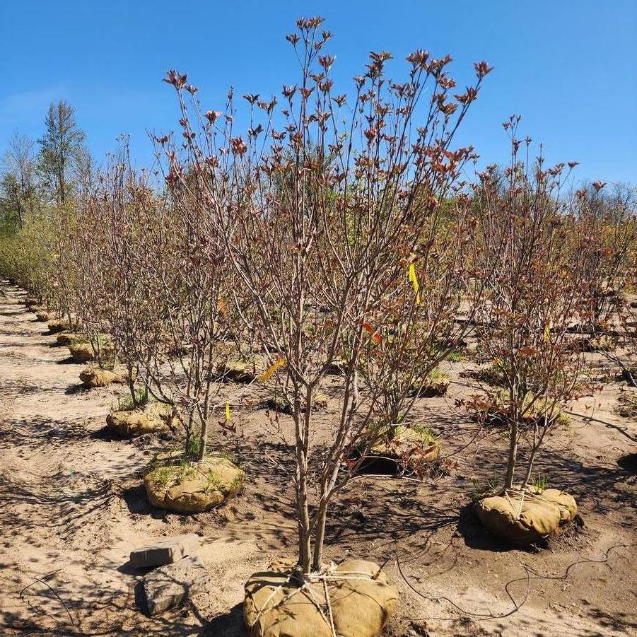 Cornus florida Cherokee Brave
