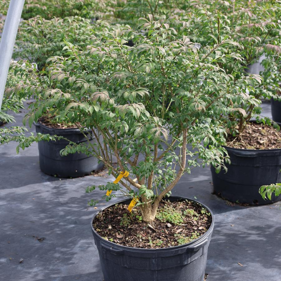 Euonymus alatus Little Moses&trade;