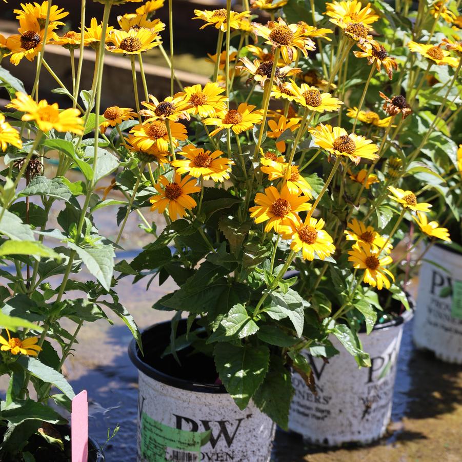 Heliopsis helianthoides Tuscan Sun
