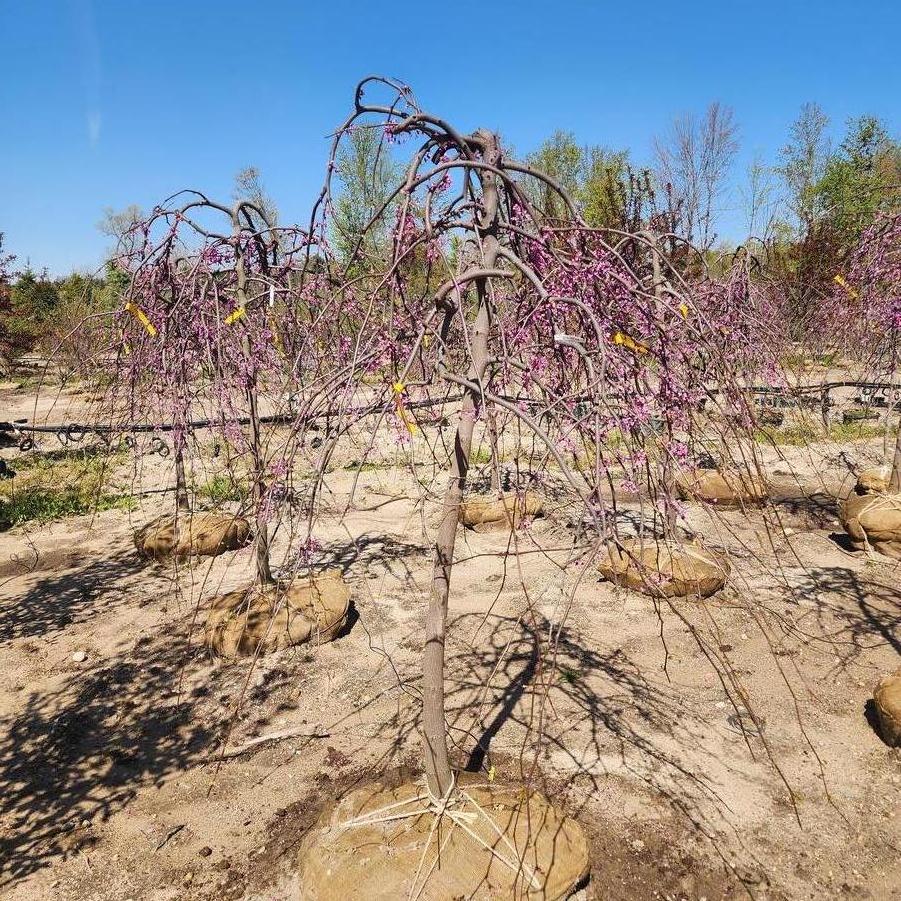 Cercis canadensis Lavender Twist&reg;