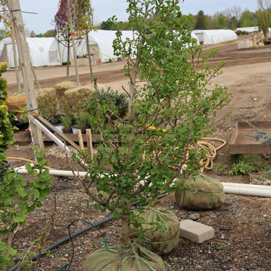 Ginkgo biloba Jade Butterflies