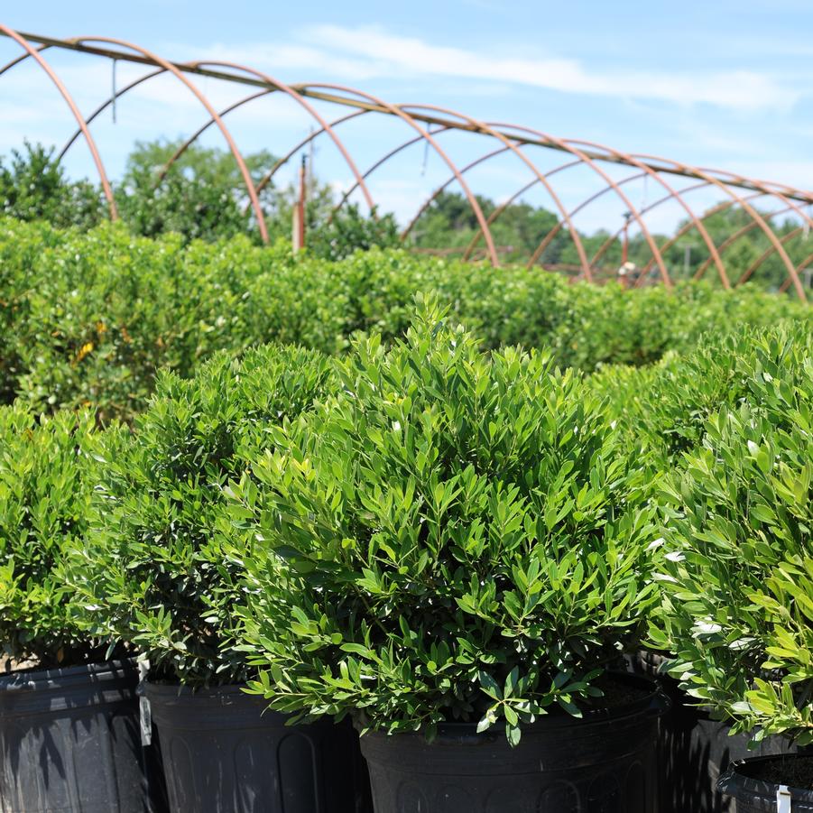 Ilex glabra Shamrock