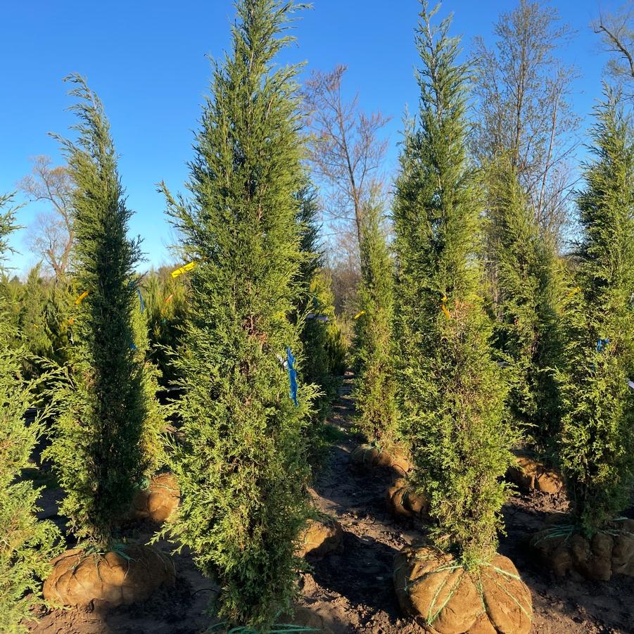 Juniperus virginiana Taylor