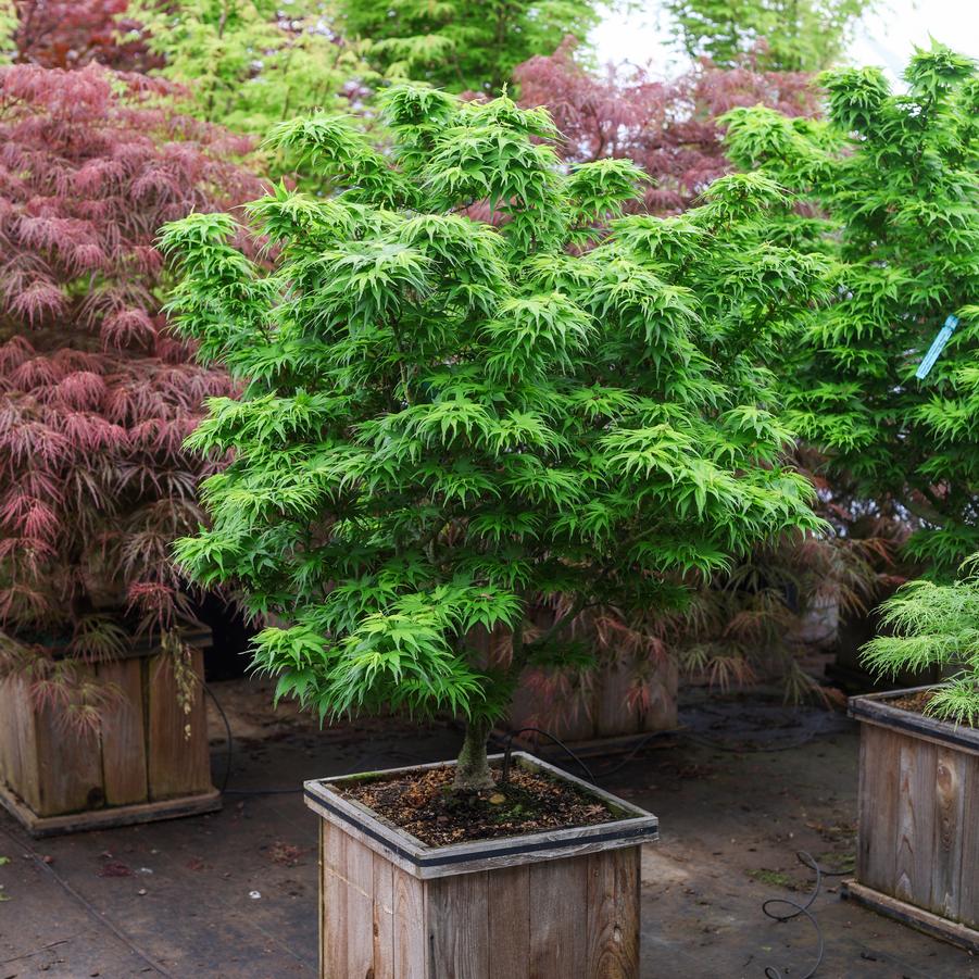 Acer palmatum Mikawa Yatsubusa