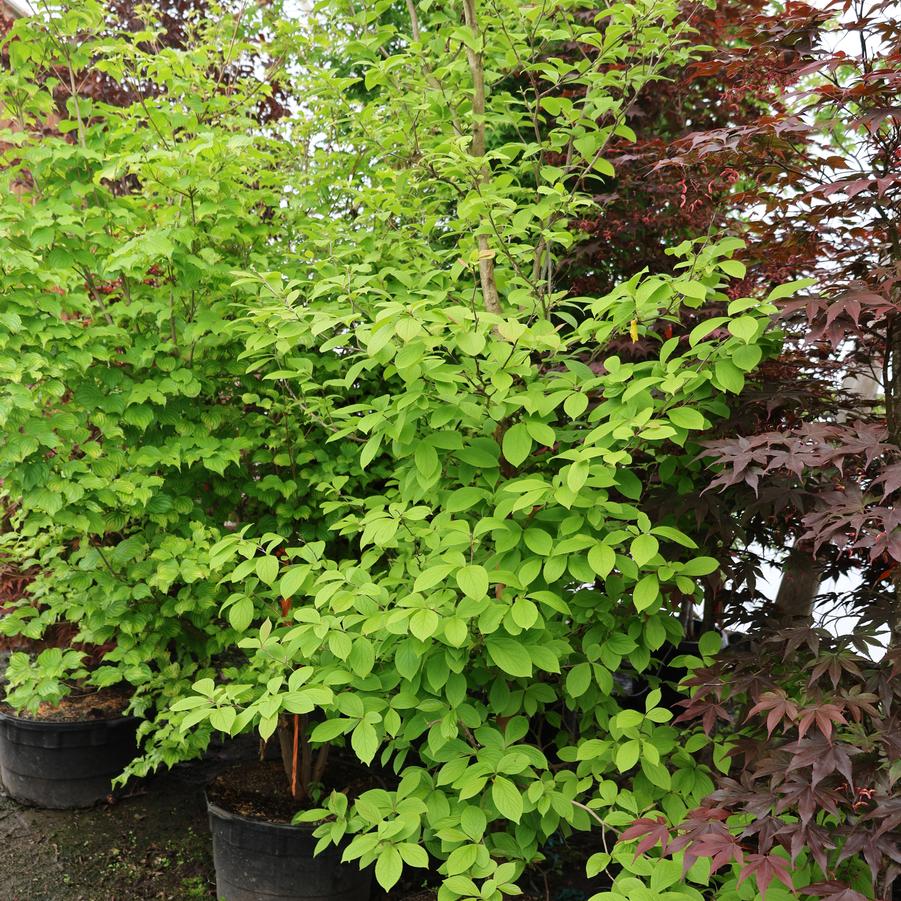Stewartia pseudocamellia 