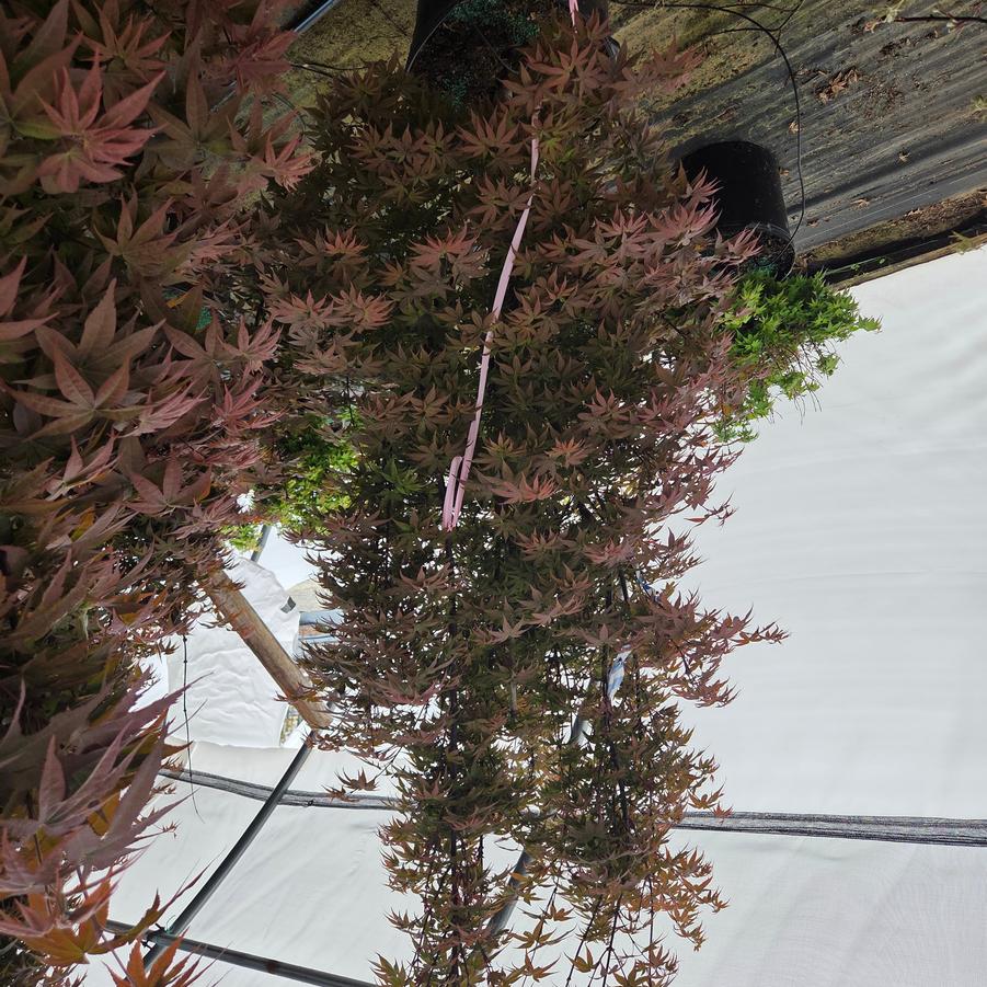 Acer palmatum Twombly's Red Sentinel