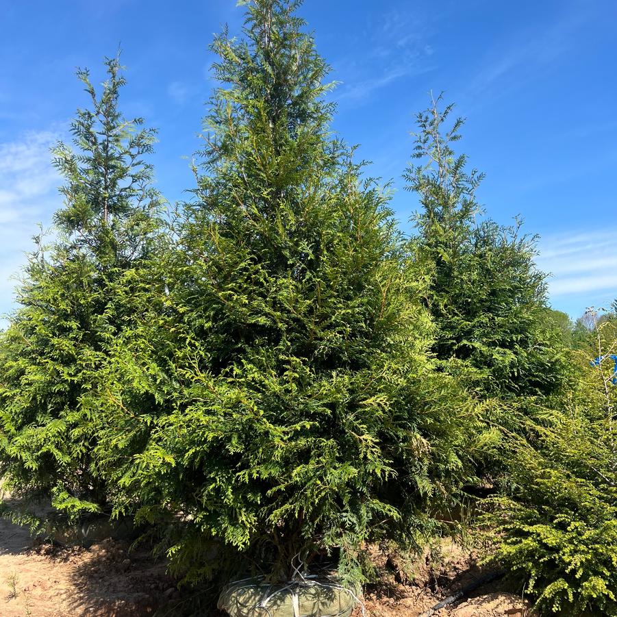 Thuja Green Giant