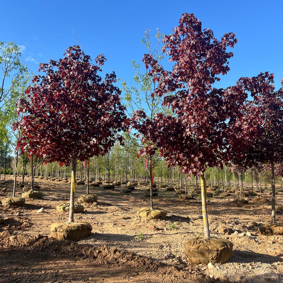 Malus Velvet Pillar