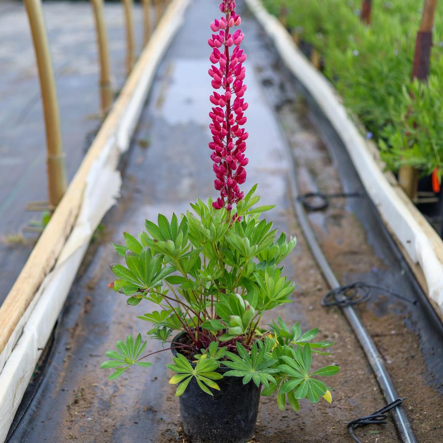 Lupinus polyphyllus Gallery Red