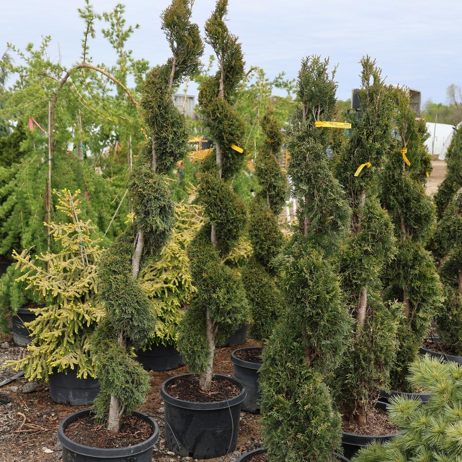 Thuja occidentalis Emerald