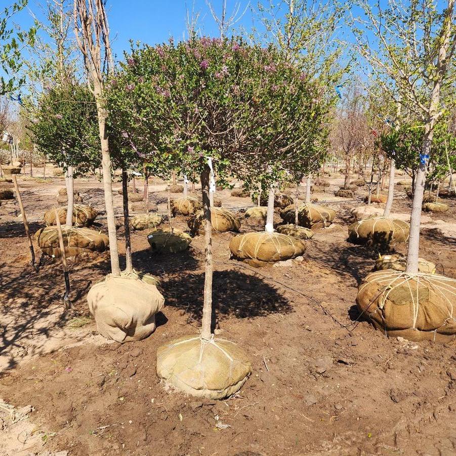 Syringa meyeri Palibin