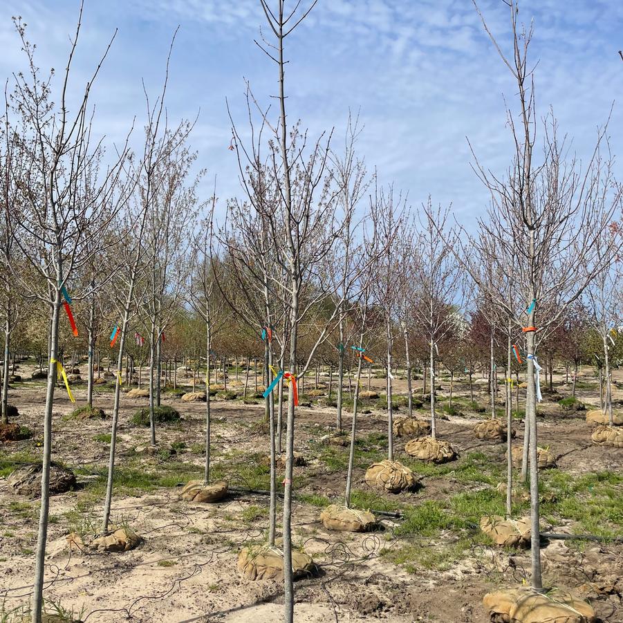 Acer rubrum Red Sunset&reg;