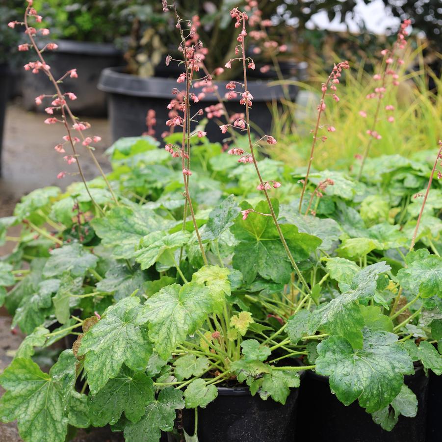 Heuchera Berry Timeless