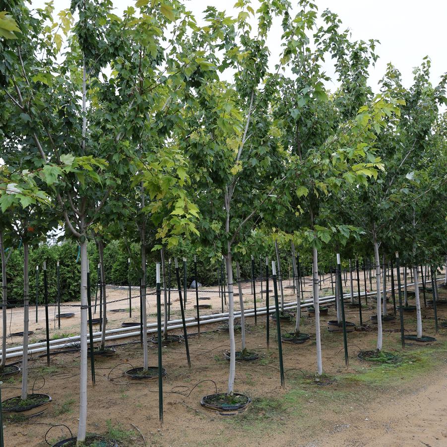 Acer rubrum Red Sunset&reg;