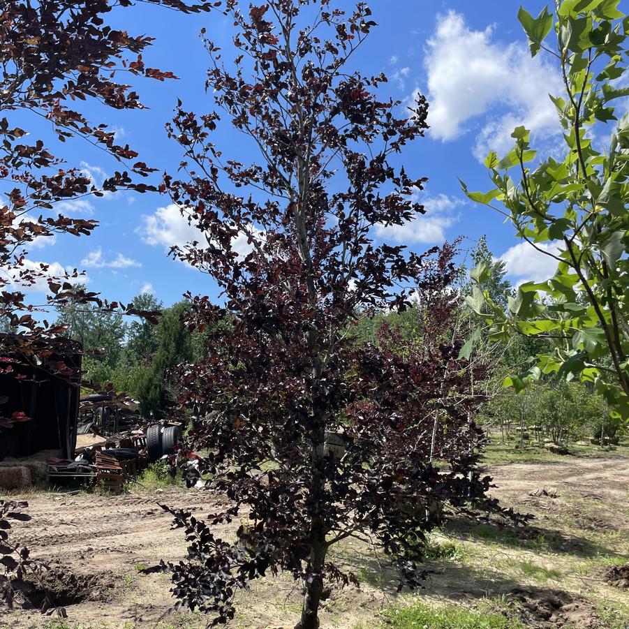 Fagus sylvatica Purpurea (Atropurpurea)