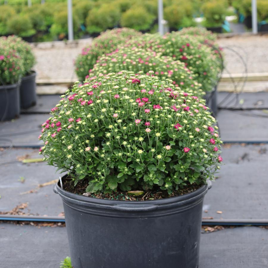 Chrysanthemum x morifolium Purple