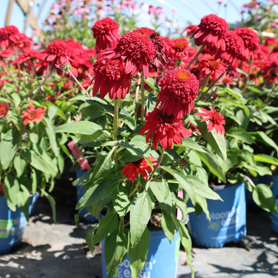 Echinacea Double Scoop&trade; Strawberry Deluxe