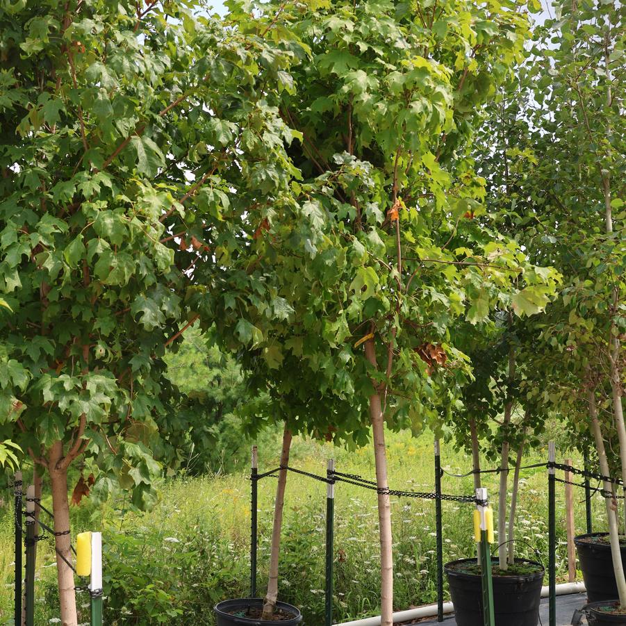 Acer saccharum Fall Fiesta&reg;