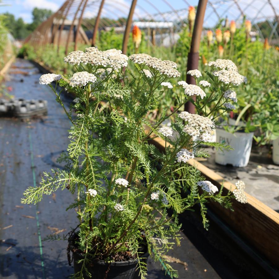 Achillea millefolium New Vintage&trade; White