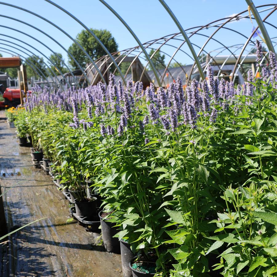 Agastache Blue Fortune