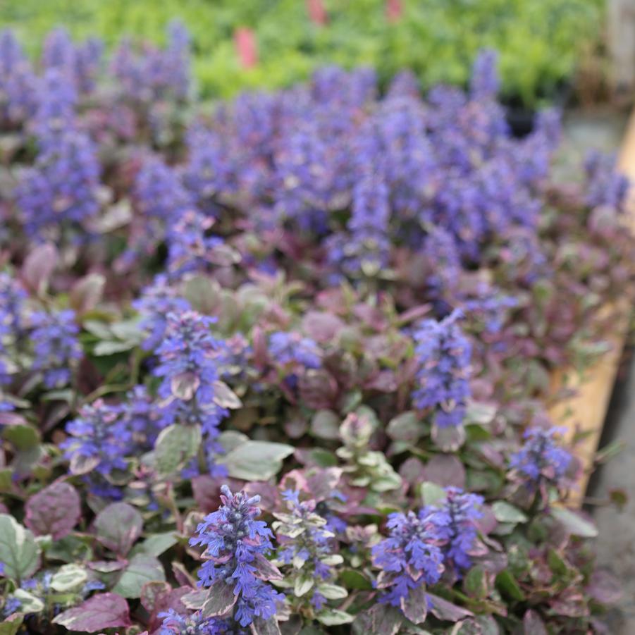 Ajuga reptans Bronze Beauty