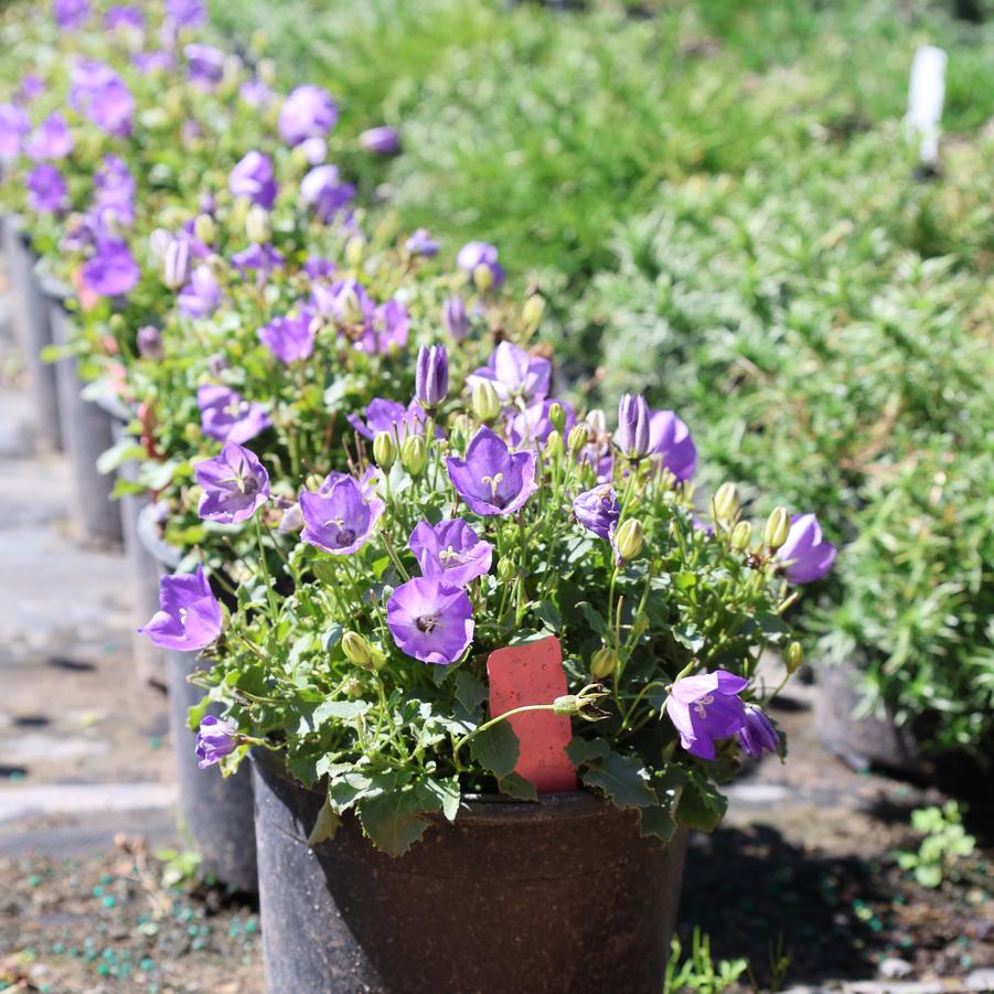 Campanula carpatica Rapido Blue