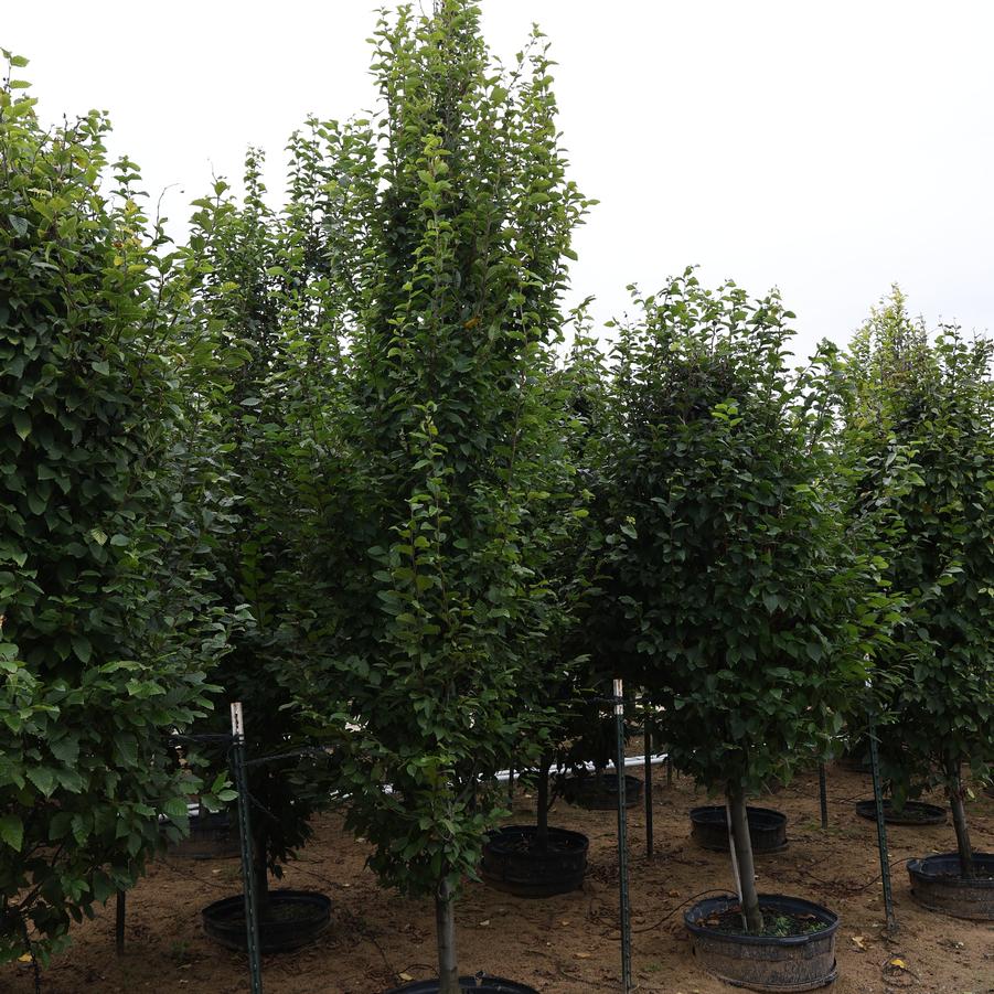 Carpinus betulus Frans Fontaine